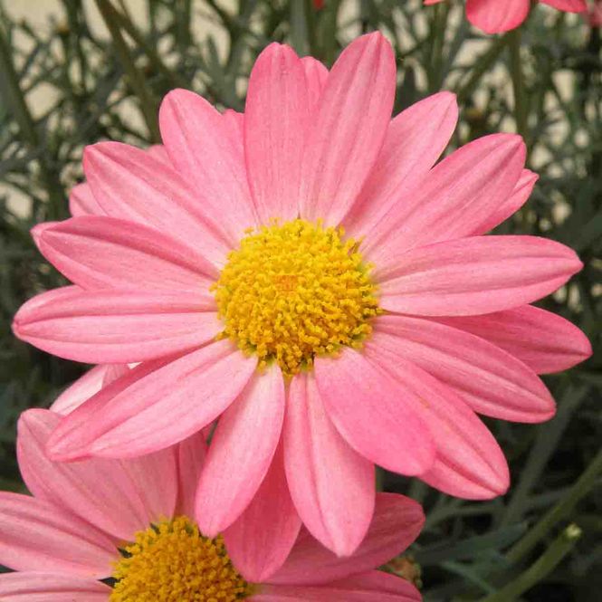 Hovedbilde Margeritt