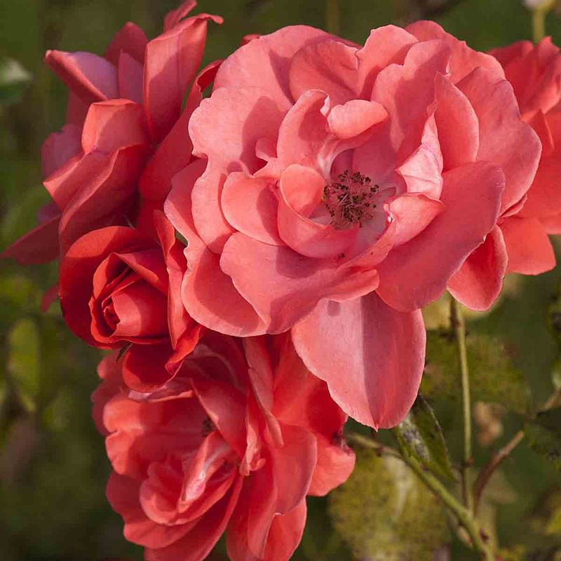 Buskrose 'Feuerwerk'