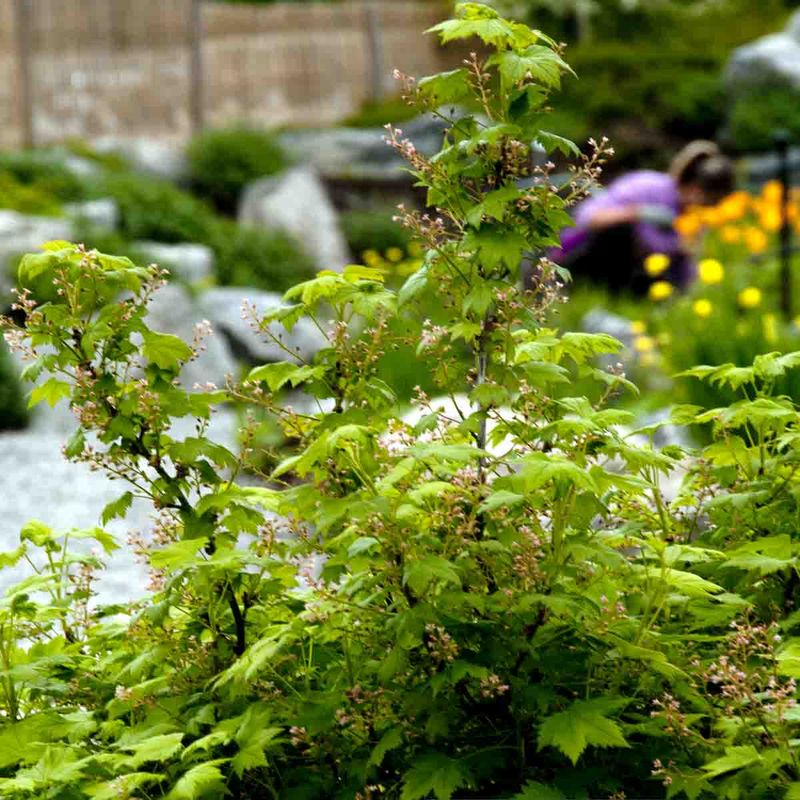 Kryprips 'Alaska'