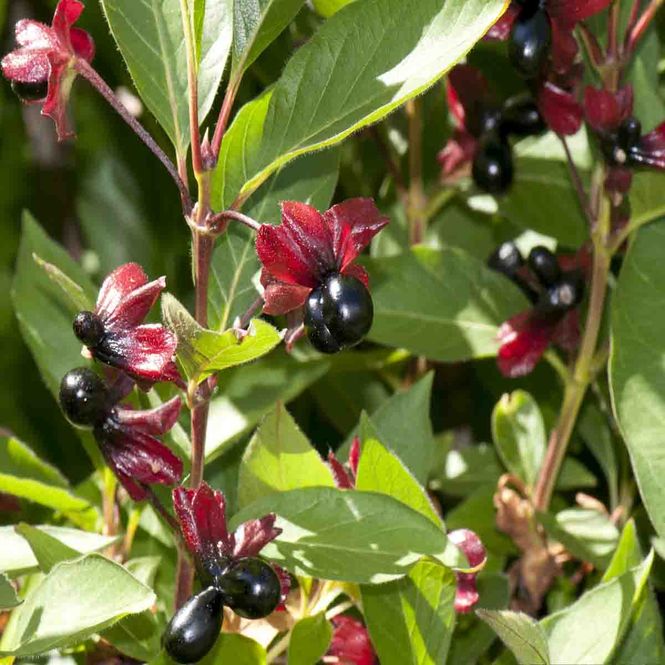 Hovedbilde Skjermleddved 'Marit'