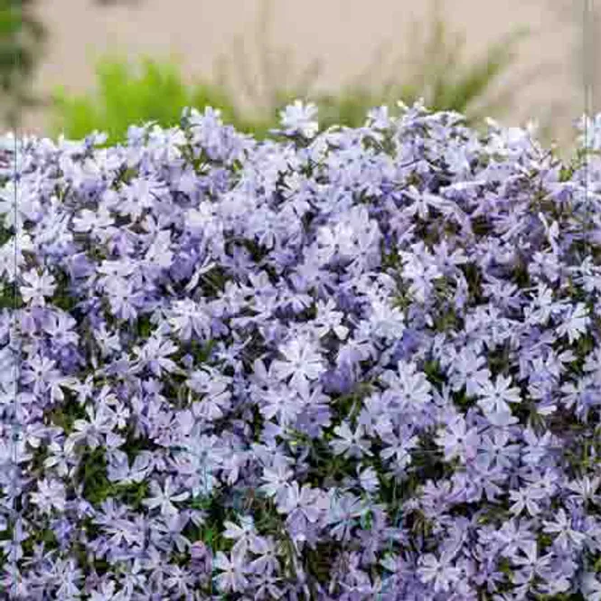 Hovedbilde Floks, Vår- 'Emerald Cushion Blue'
