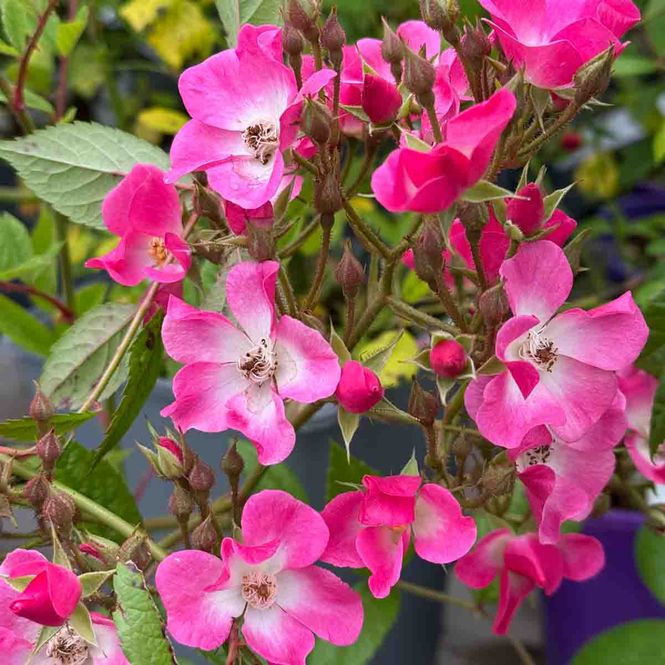 Hovedbilde Rose 'Mozart', busk-