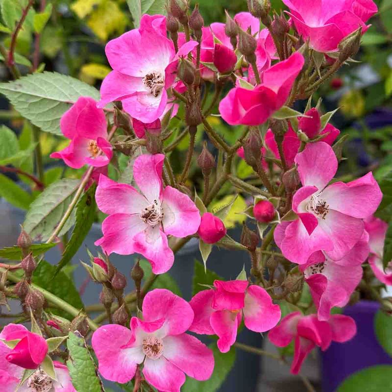 Rose 'Mozart', busk-