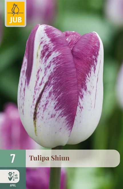 Hovedbilde Tulipanløk,. Triumph- 'Shiun' 7pk