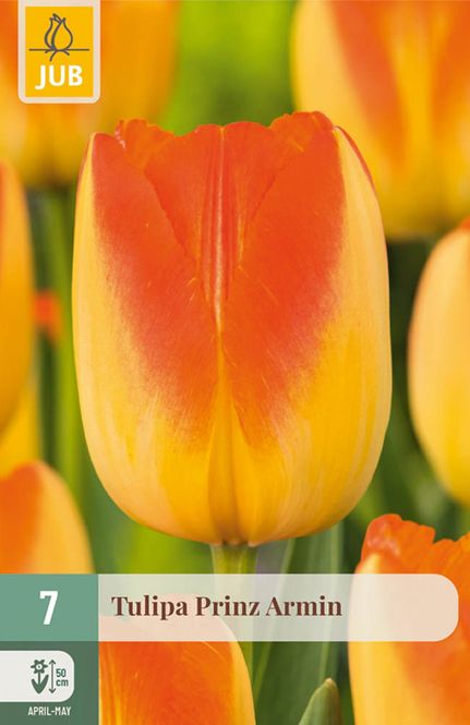 Hovedbilde Tulipanløk, Triumph- 'Prinz Armin' 7pk