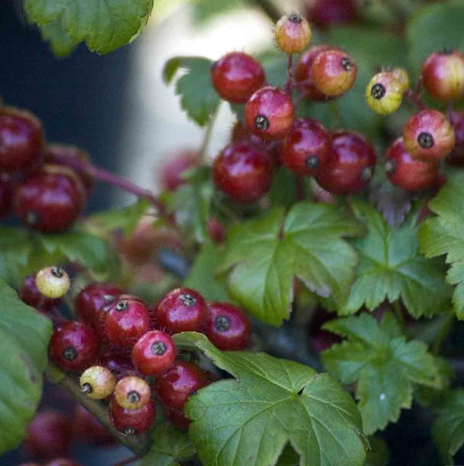 Hovedbilde Kryprips 'Alaska'