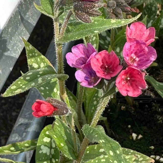 Hovedbilde Lungeurt 'Raspberry Splash'