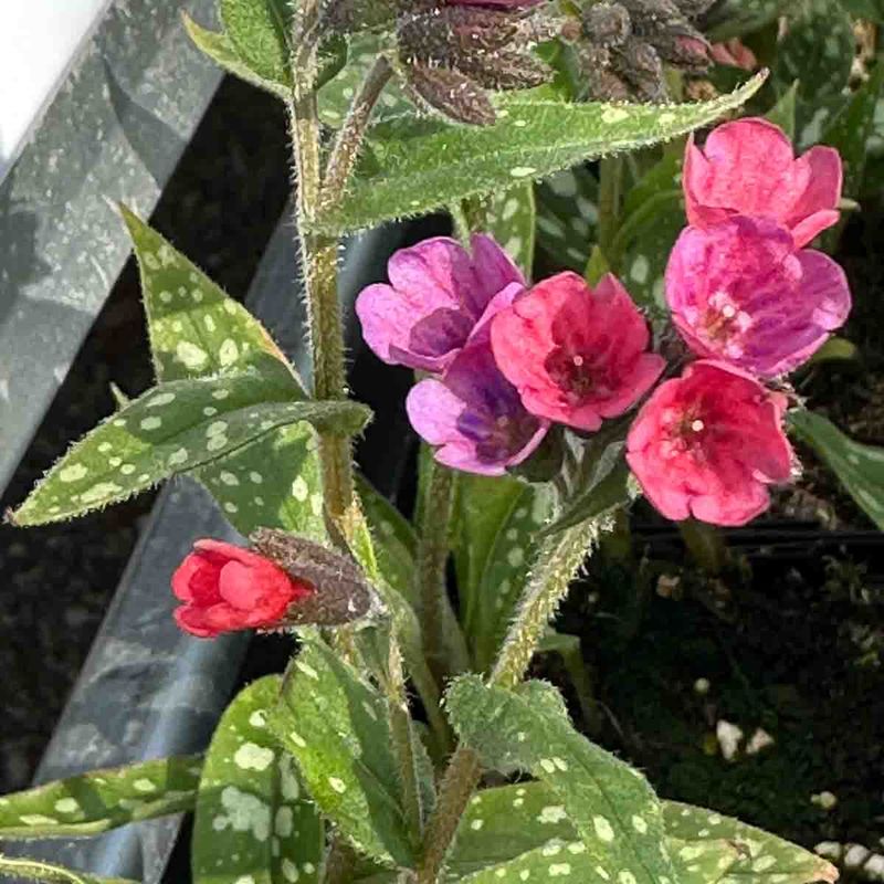 Lungeurt 'Raspberry Splash'