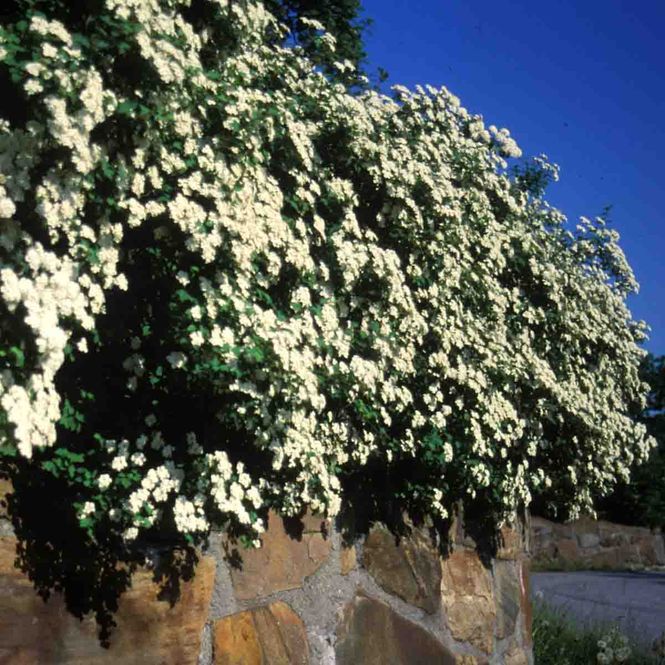 Hovedbilde Nipponspirea 'Halwards Silver'