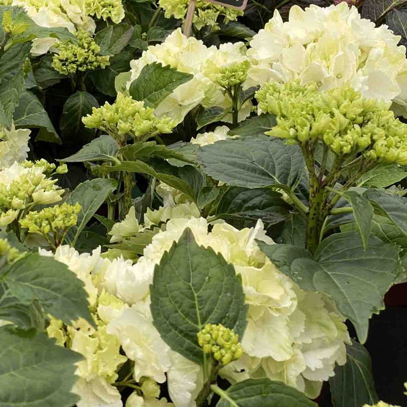 Hortensia