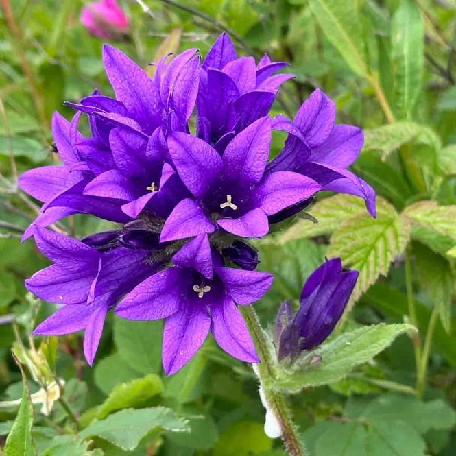 Hovedbilde Klokke, Topp-  'Acaulis'