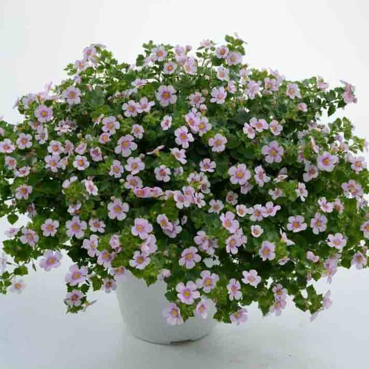 Bacopa