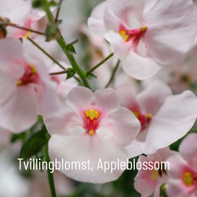 Hovedbilde Tvillingblomst