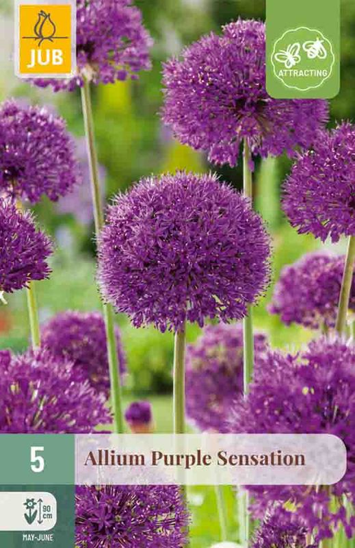 Prydløk 'Purple sensation' 5 stk