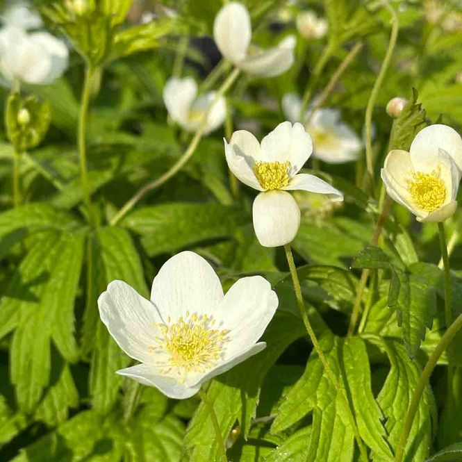Hovedbilde Anemone 
