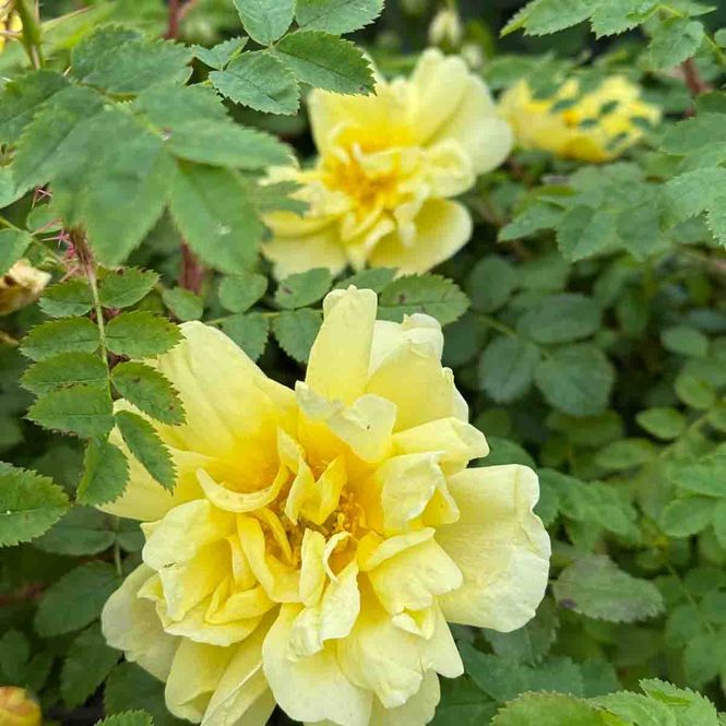 Hovedbilde Trollnyperose  'Namdalsrose', Busk-