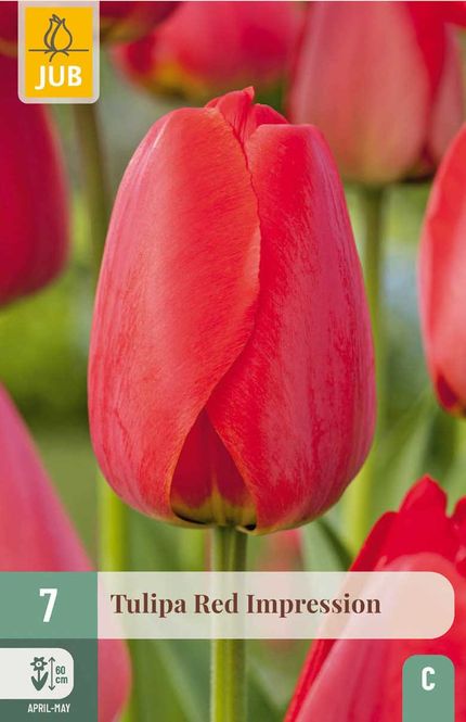 Hovedbilde Tulipanløk, Darwin Hybrid-  'Red impression' 7pk