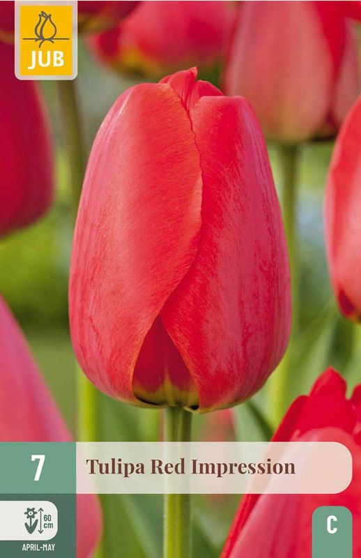 Tulipanløk, Darwin Hybrid-  'Red impression' 7pk