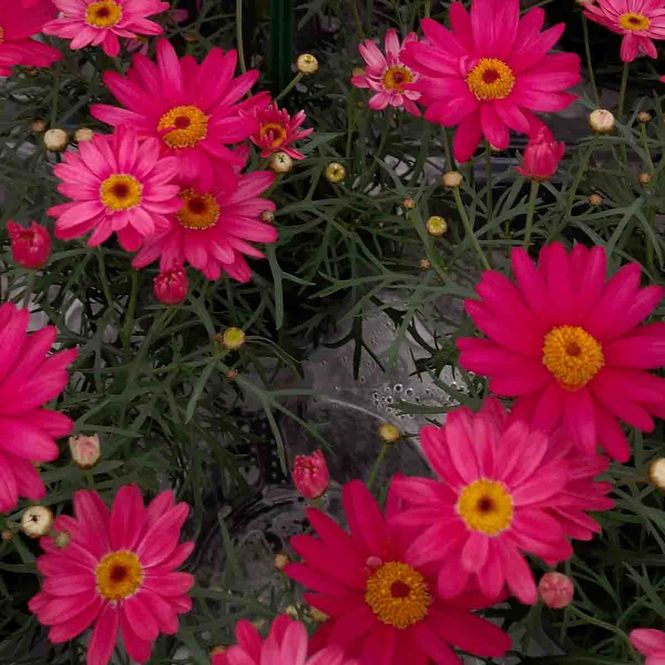 Hovedbilde Margeritt