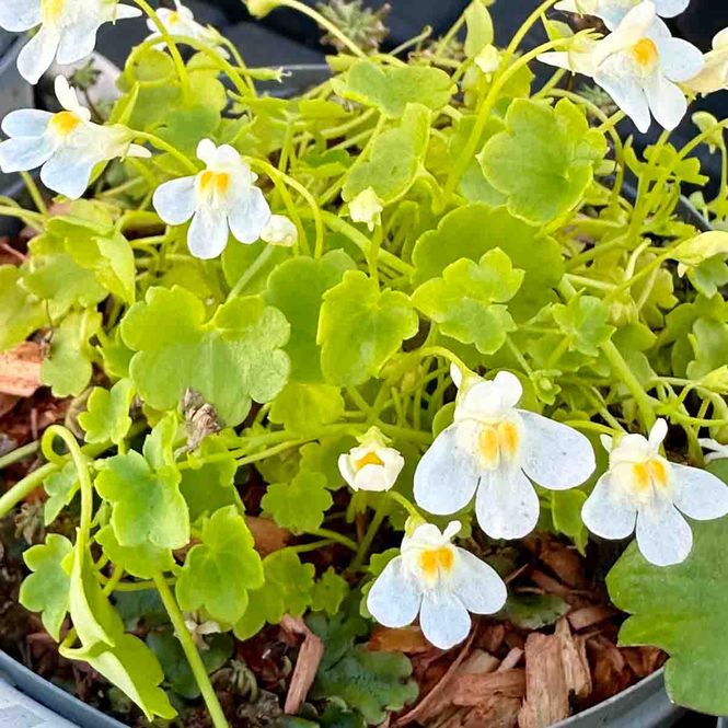 Hovedbilde Torskemunn, kryp- 'Albiflora'