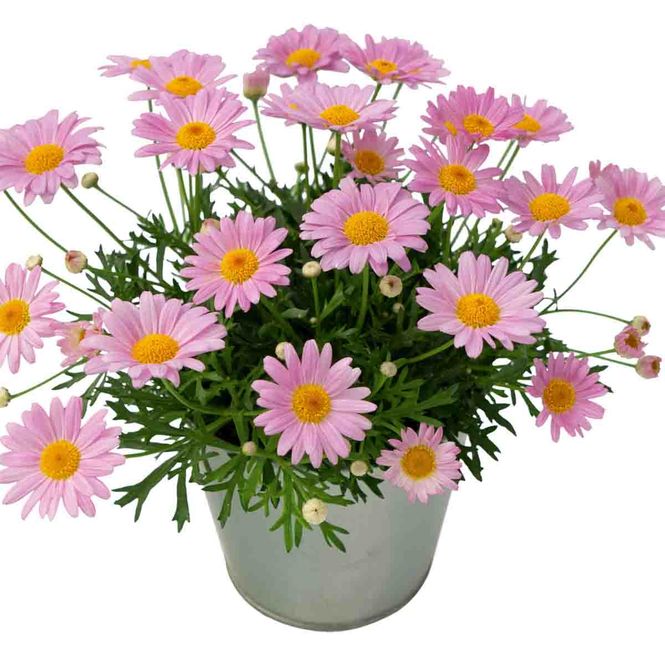 Hovedbilde Margeritt