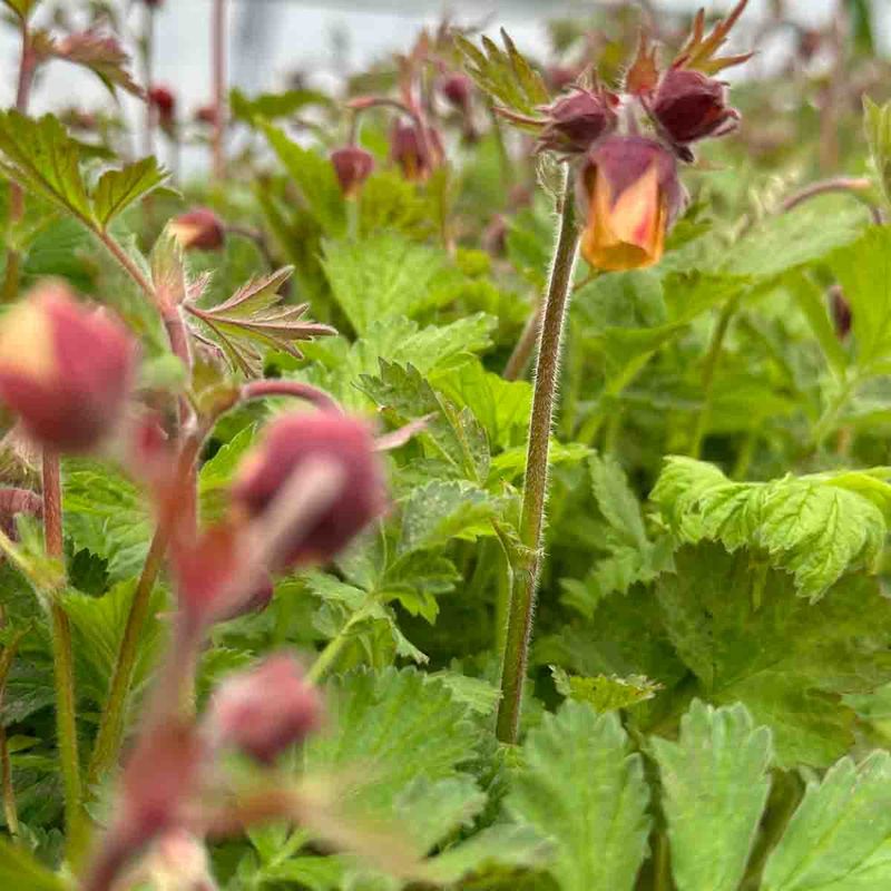 Humleblom, eng- 'Vesterålen'