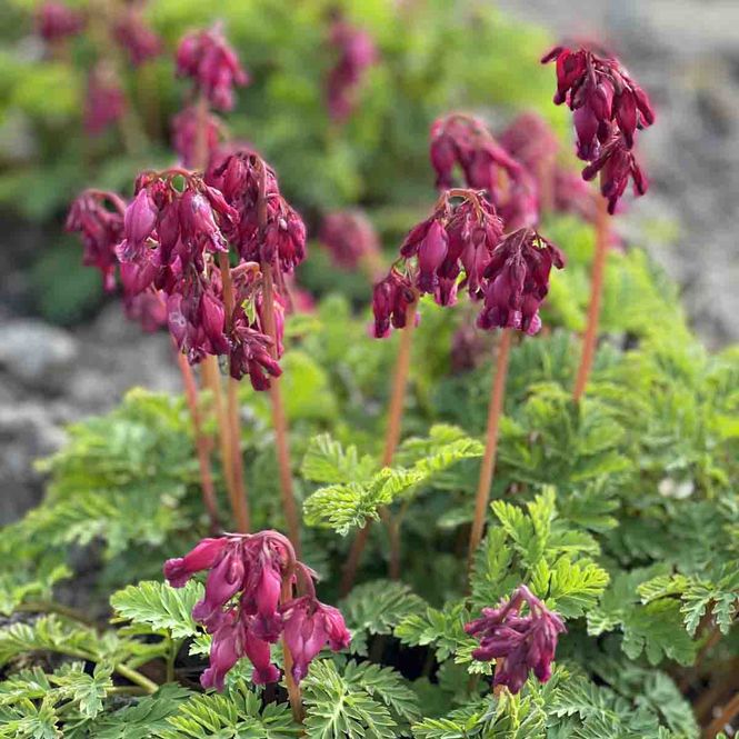 Hovedbilde Småhjerte 'Luxuriant'