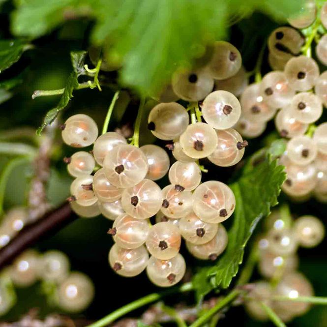 Hovedbilde Rips, Champagne-  'Zitavia'