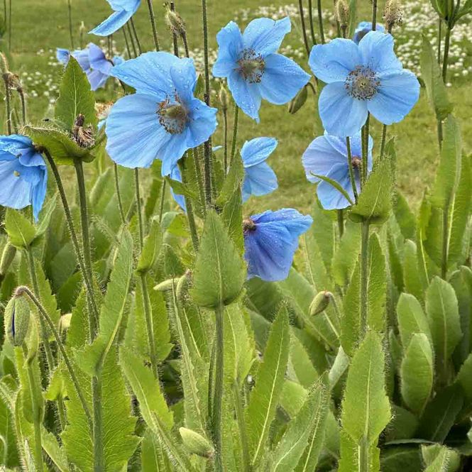 Hovedbilde Valmuesøster, blå 'Lingholm'