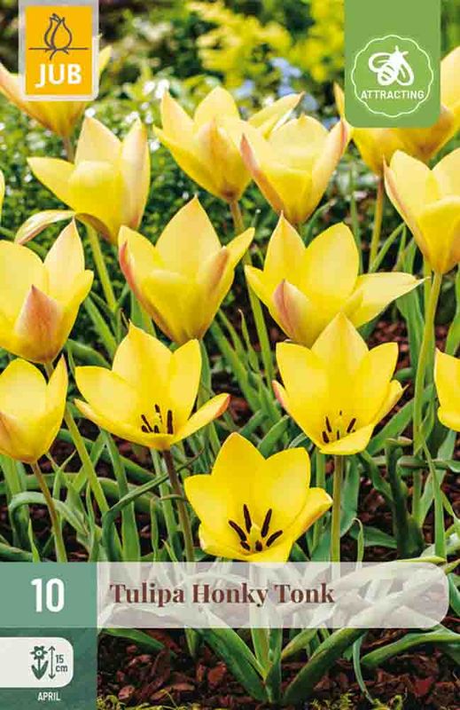 Tulipanløk, Botanisk- 'Honkey Tonk' 10pk