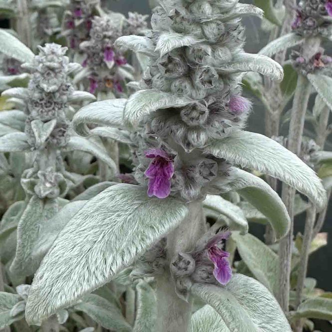 Hovedbilde Lammeøre