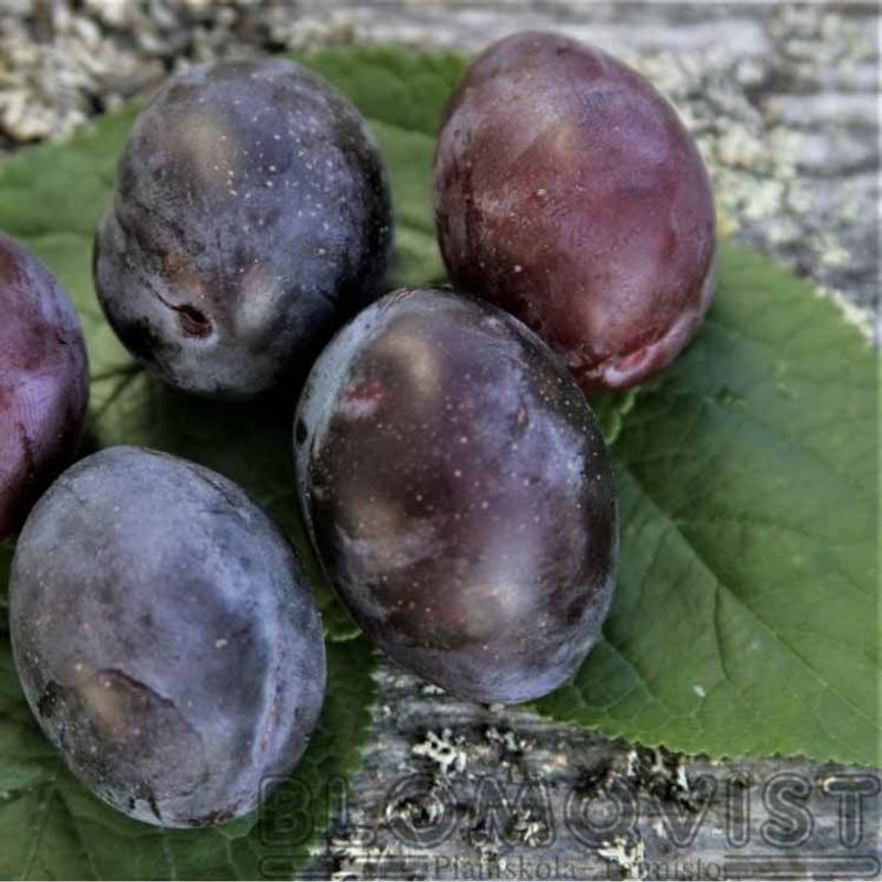 Plommetre 'Onega blå'