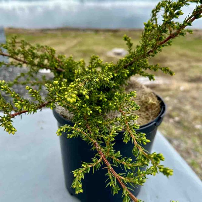 Hovedbilde Norsk einer NONA® 'Storsand'
