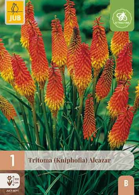 Hovedbilde Fakkellilje 'Alcazar' barrotstaude