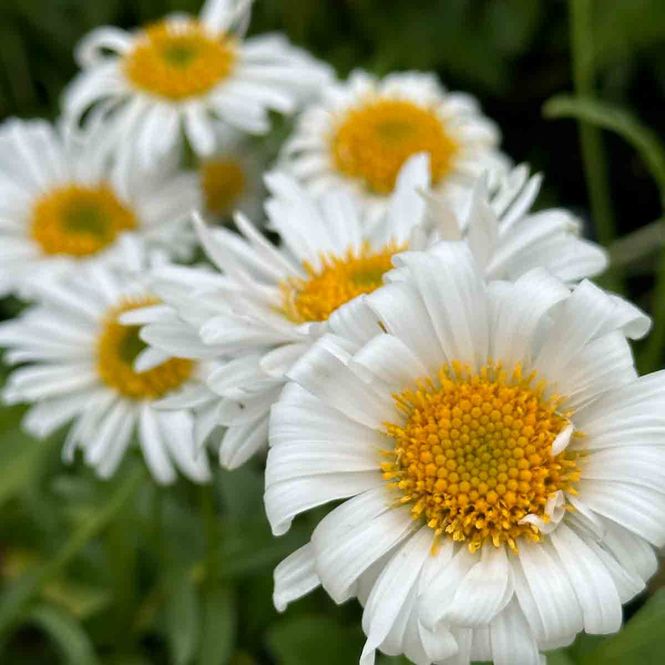 Hovedbilde Asters, Alpe-  'Albus'