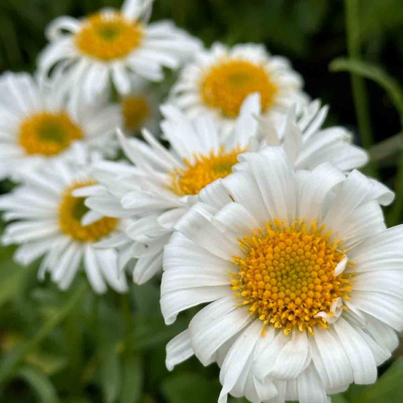 Asters, Alpe-  'Albus'