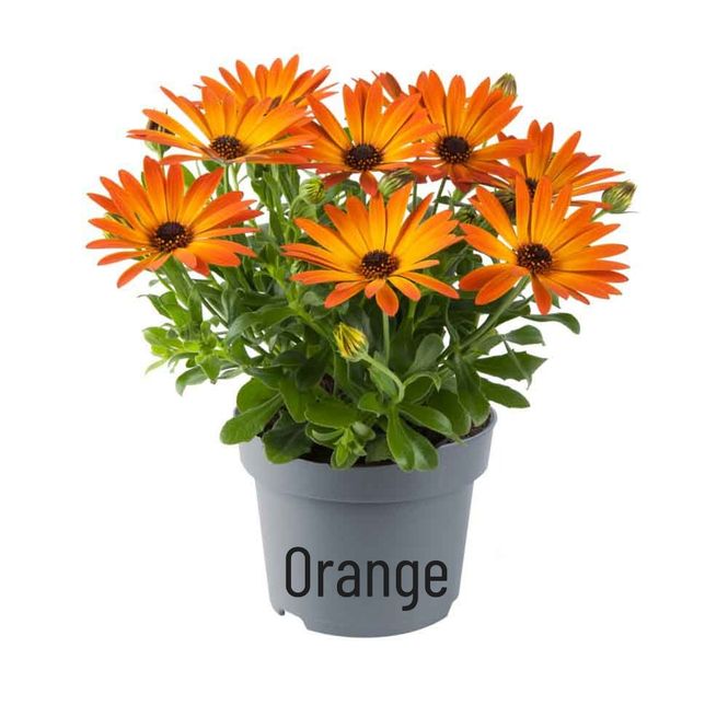 Hovedbilde Spansk Margeritt 