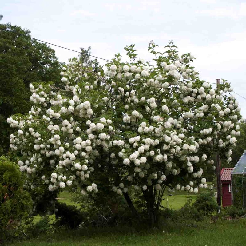 Snøballbusk (Korsved) 'Pohjan Neito'