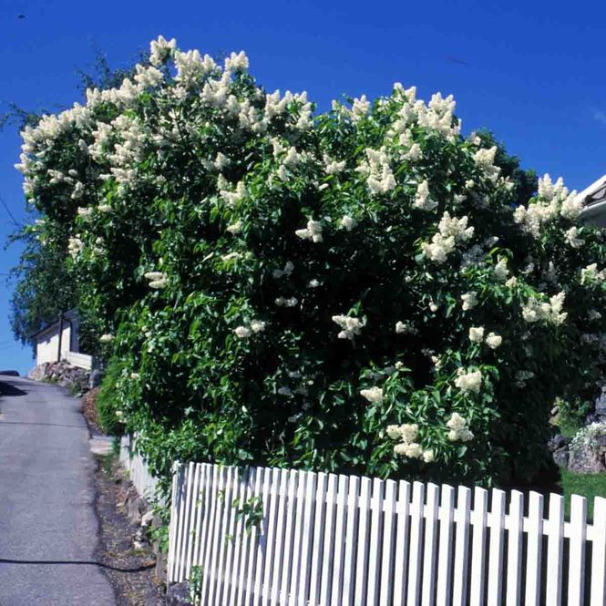 Hovedbilde Syrin 'Alba'