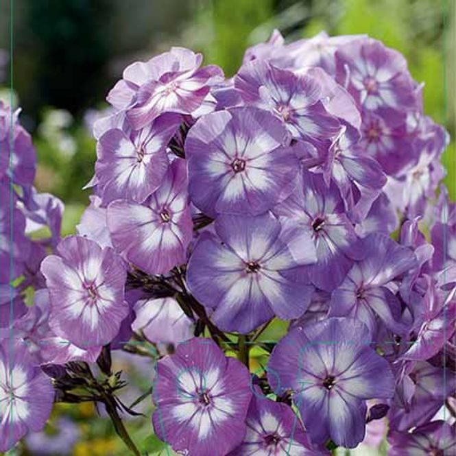 Hovedbilde Floks, Høst  'Laura'