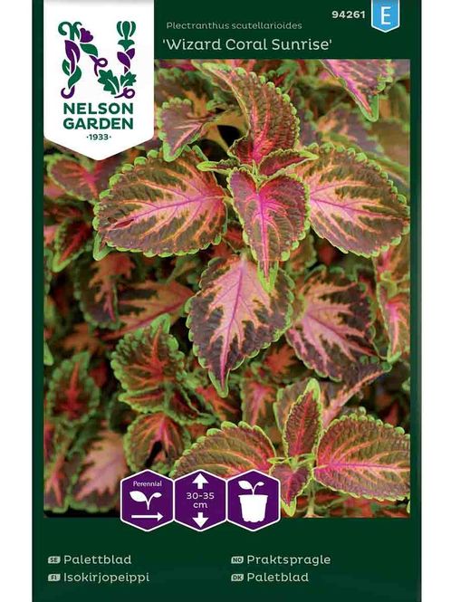 Hovedbilde Praktspragle ' Wizard Coral Sunrise'