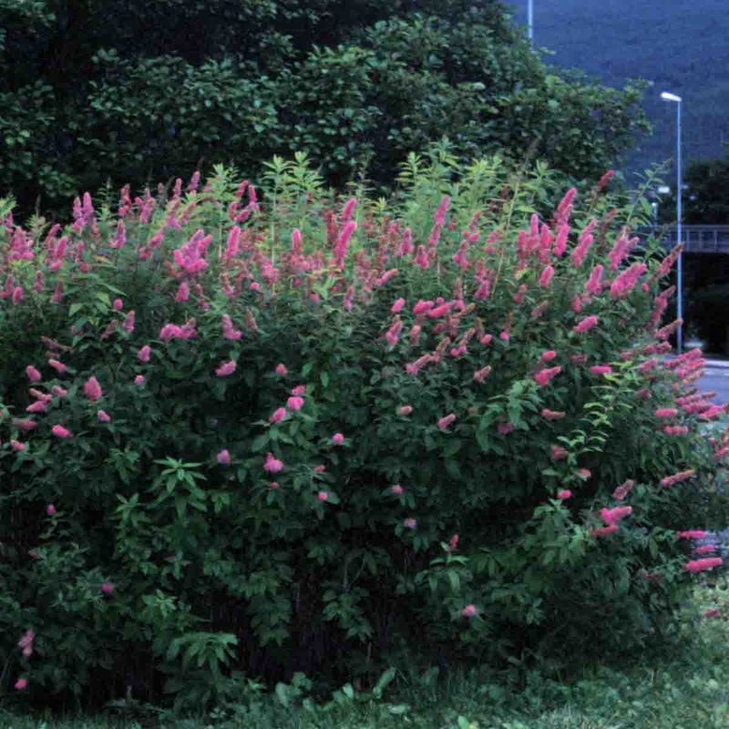 Triumfspirea 'Triumphans'