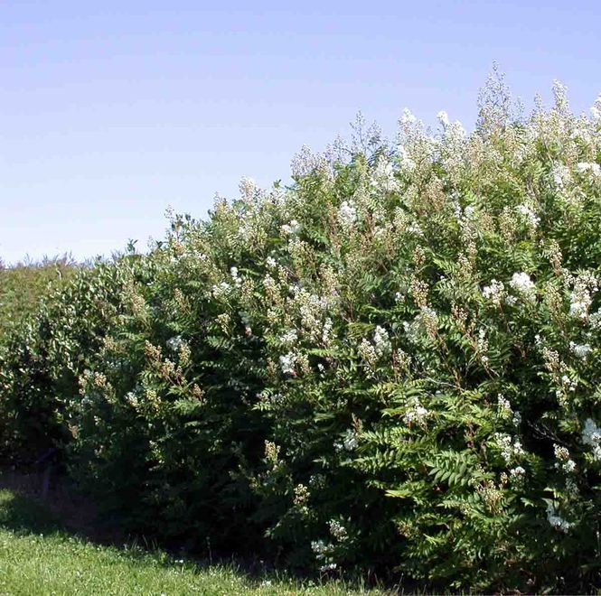 Hovedbilde Rognspirea 'Maia'