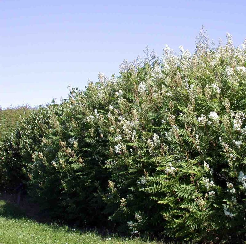 Rognspirea 'Maia'