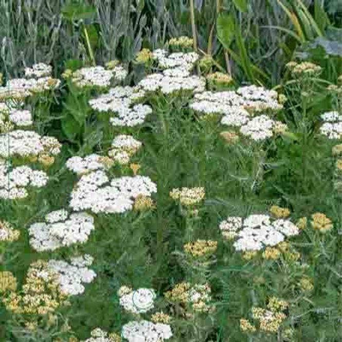 Hovedbilde Ryllik  'White Beauty'