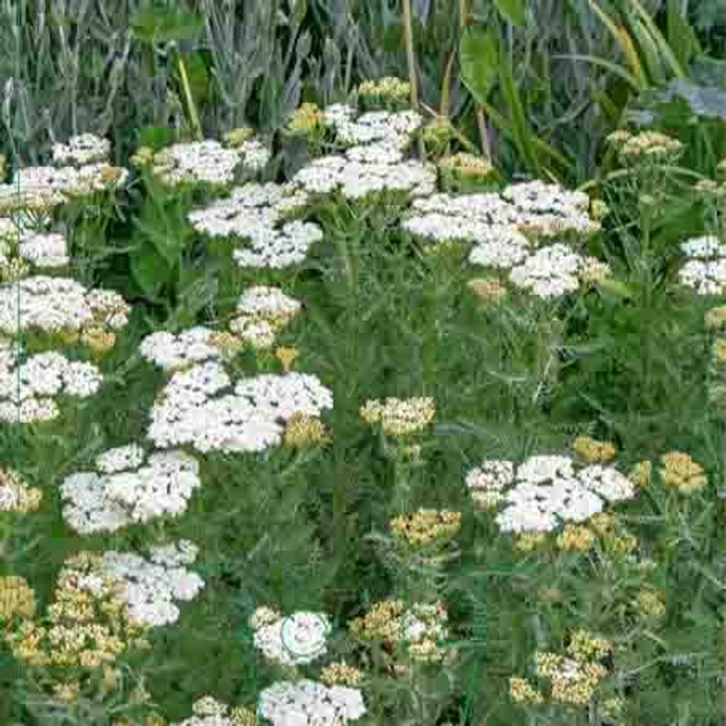 Ryllik  'White Beauty'