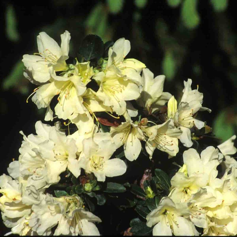 Rhododendron  'Shamrock'