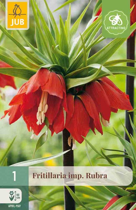 Keiserkrone 'Rubra'' 1stk