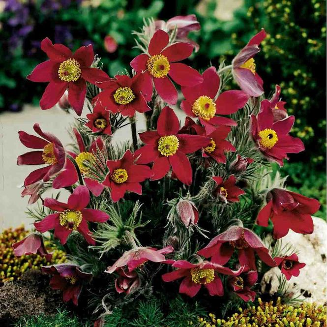 Hovedbilde Kubjelle, stor 'Rote Glocke'