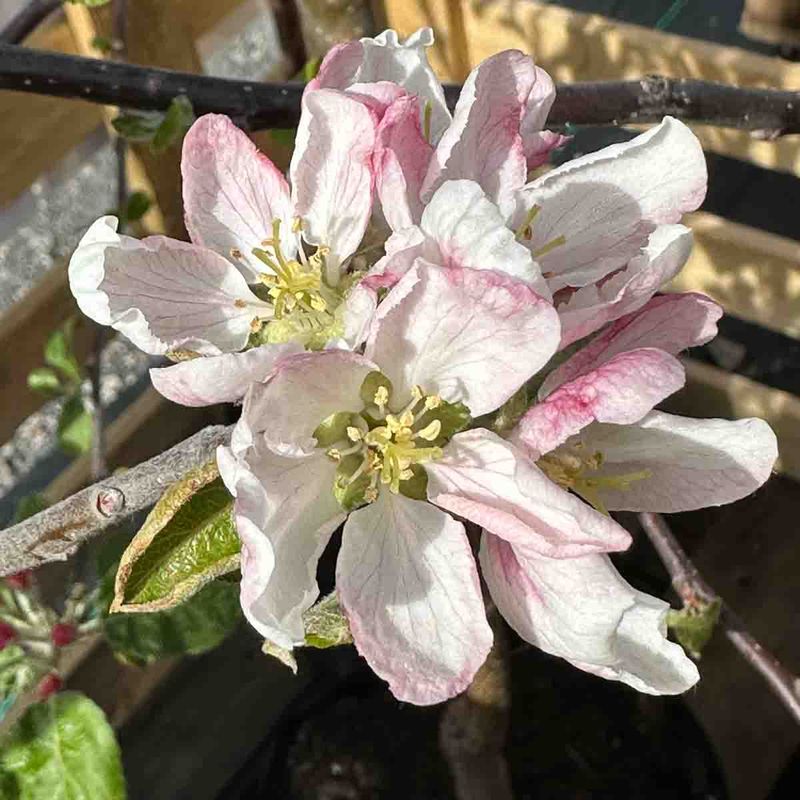 Epletre  'Huvitus' 